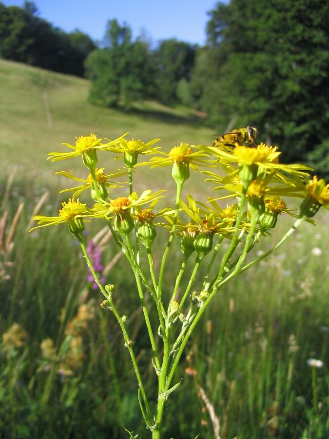 Изображение особи Senecio jacobaea.