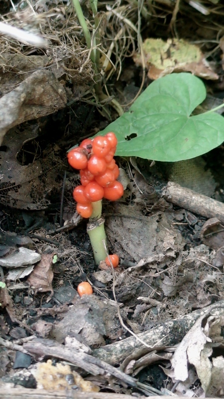 Изображение особи Arum maculatum.