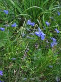 Campanula polymorpha