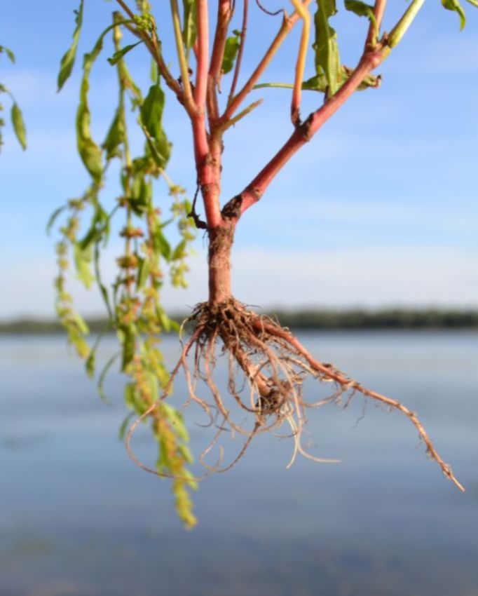 Изображение особи Rumex ucranicus.