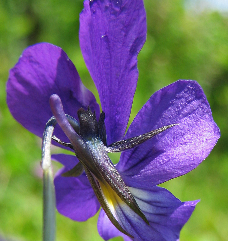 Изображение особи Viola declinata.