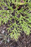 genus Ferula