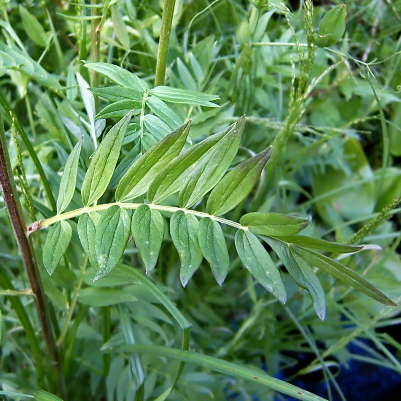 Image of Polemonium caeruleum specimen.
