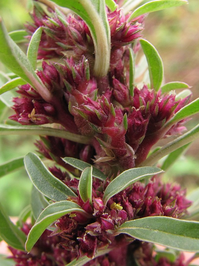 Image of Amaranthus sylvestris specimen.