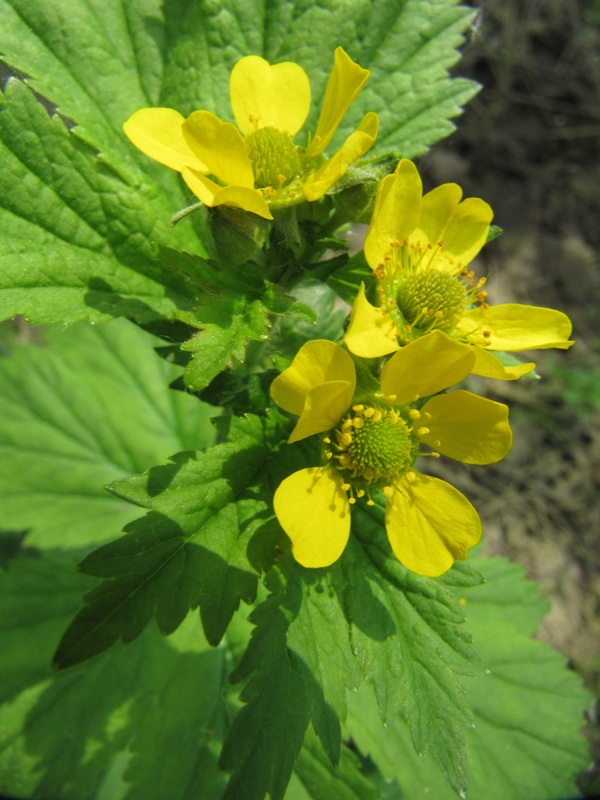 Изображение особи Geum macrophyllum.