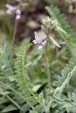 Oxytropis baldshuanica