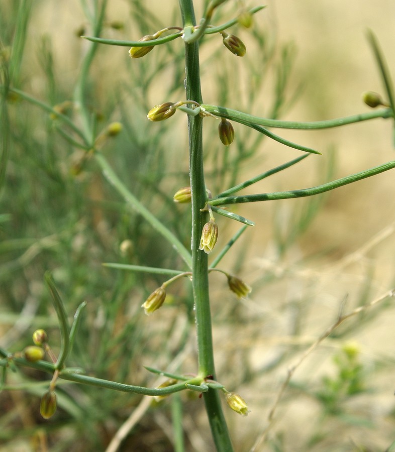 Image of Asparagus inderiensis specimen.