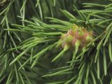 род Picea