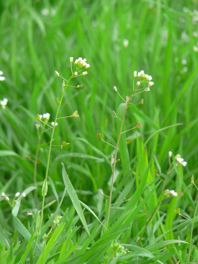 Изображение особи Capsella bursa-pastoris.