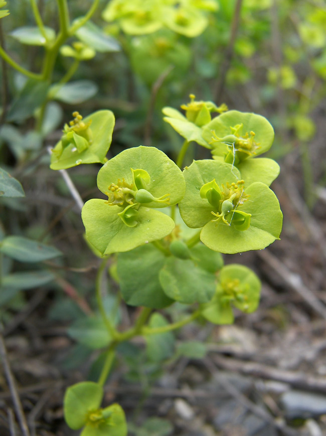 Image of genus Euphorbia specimen.