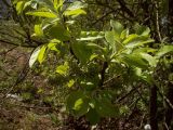 Salix caprea