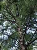 Pinus sibirica. Центральная часть кроны. Приморье, Владивосток, Ботанический сад. 23.08.2009.