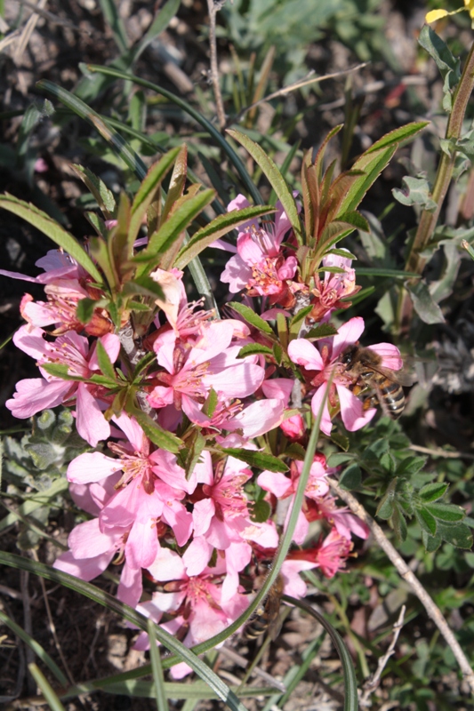 Image of Amygdalus nana specimen.