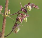 Humulopsis scandens. Цветки. Приморье, окр. Артёма, Владивостокский аэропорт \"Кневичи\". 24.08.2009.