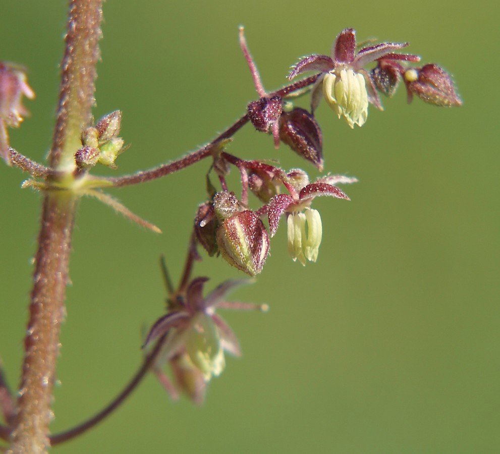 Image of Humulopsis scandens specimen.