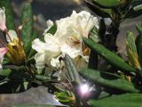 Rhododendron caucasicum