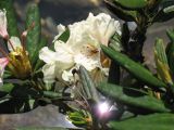 Rhododendron caucasicum. Верхушка цветущего растения. Карачаево-Черкесия, окр. Теберды, истоки р. Азгек, Верхнее Левое Азгекское озеро. 26.07.2011.