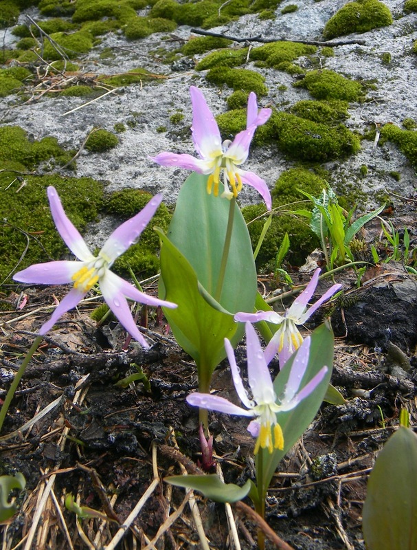 Image of Erythronium sibiricum specimen.