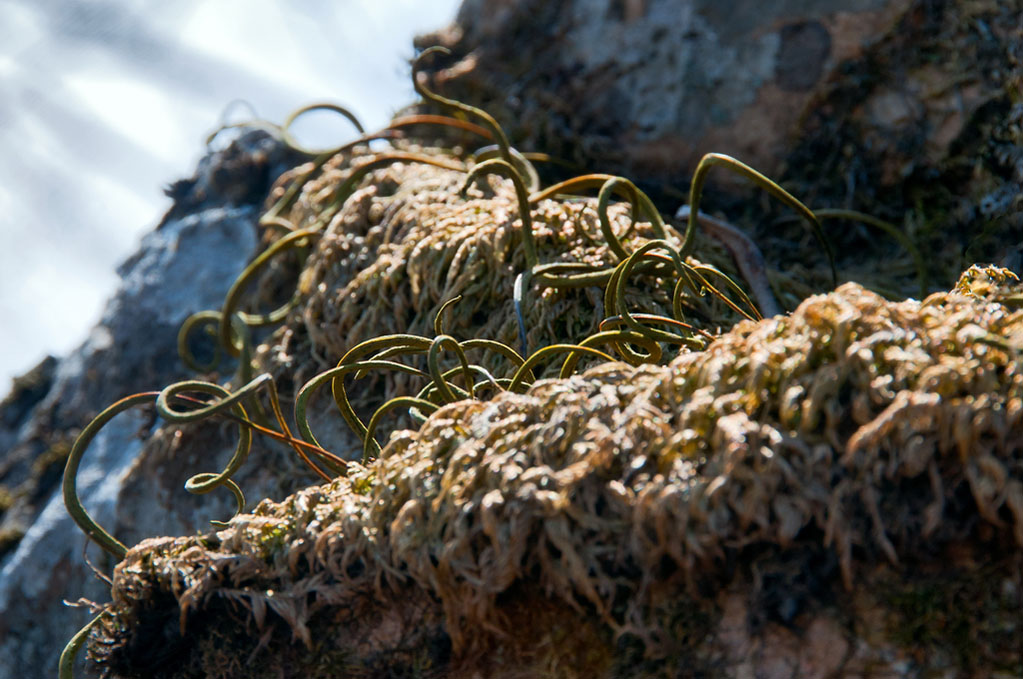 Image of Lepisorus ussuriensis specimen.