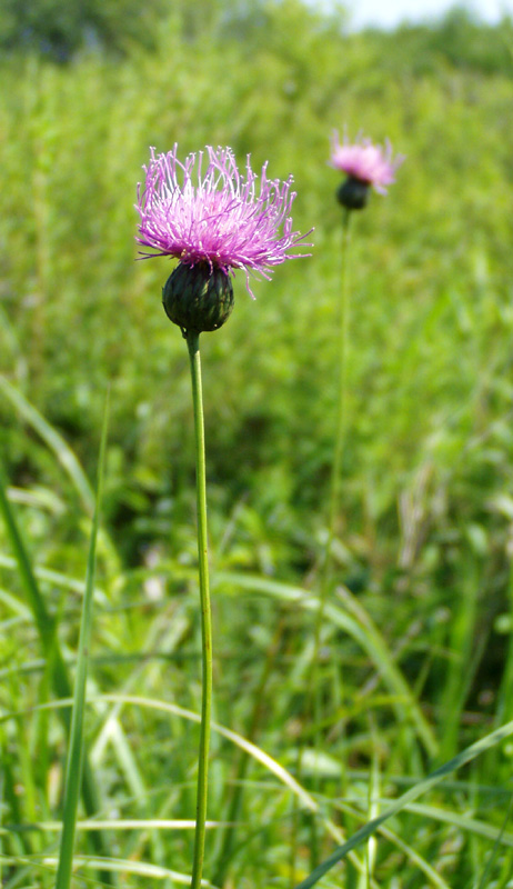 Image of Klasea lycopifolia specimen.