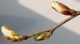 Tilia tomentosa. Часть ветки с набухающими почками. Германия, г. Кемпен, в парке. 03.04.2012.