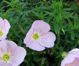 Oenothera speciosa