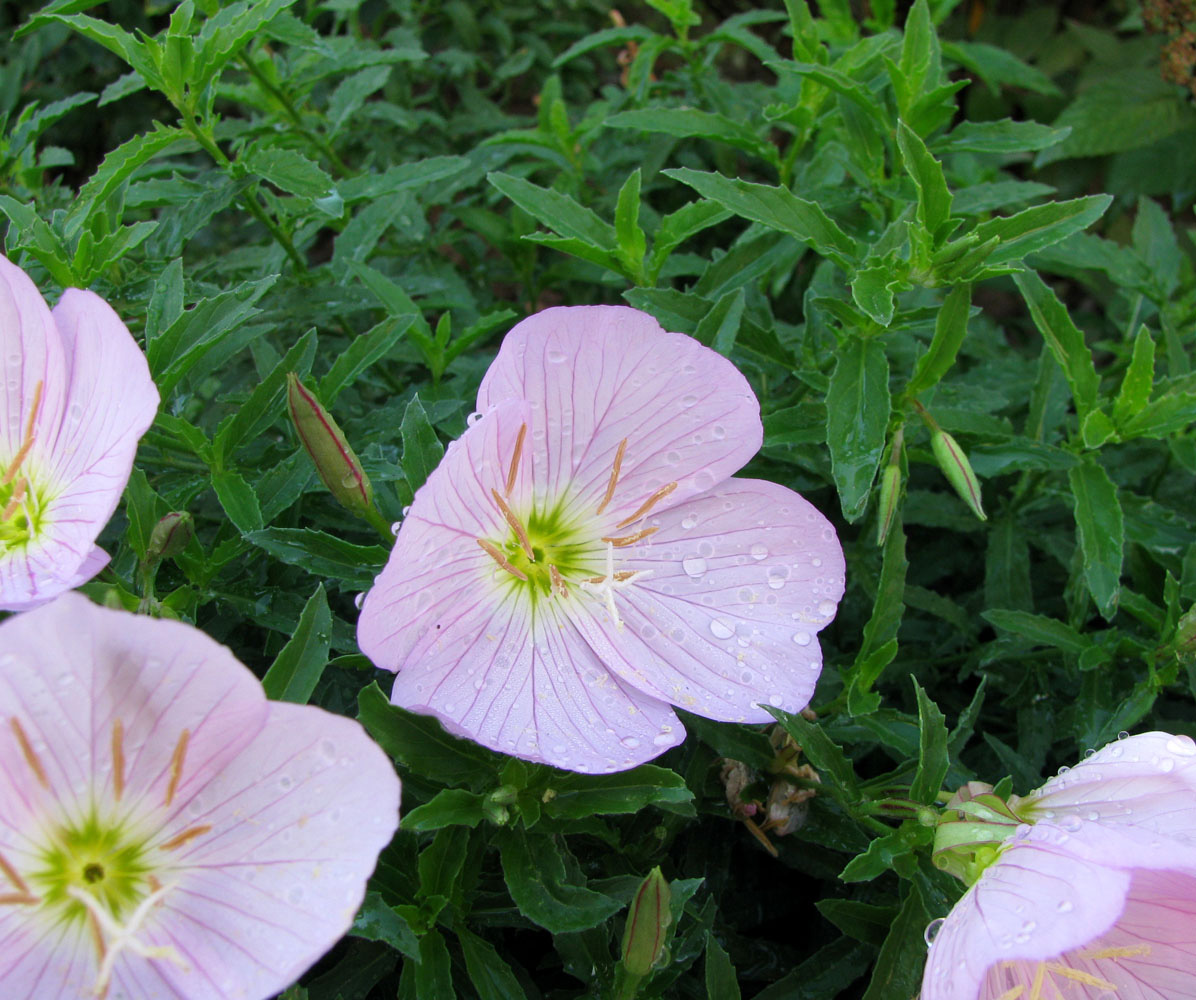 Изображение особи Oenothera speciosa.