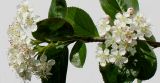 Aronia melanocarpa. Верхушка цветущей ветви. Германия, г. Кемпен, в культуре. 01.05.2012.