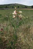 Lathyrus lacaitae