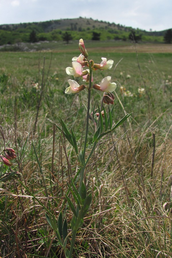 Image of Lathyrus lacaitae specimen.