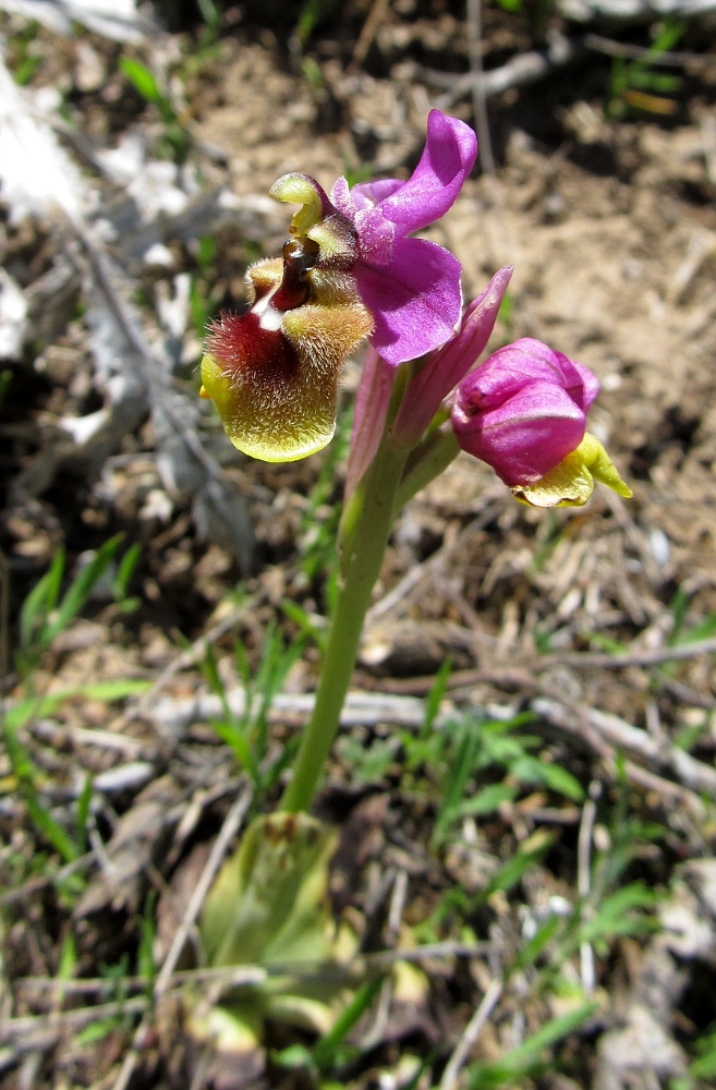 Изображение особи Ophrys tenthredinifera ssp. ficalhoana.
