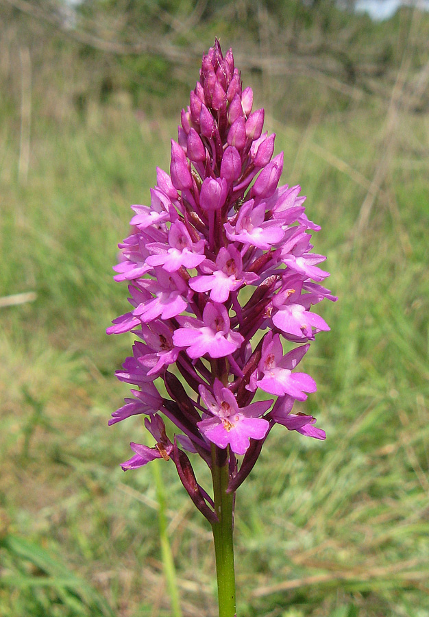 Изображение особи Anacamptis pyramidalis.