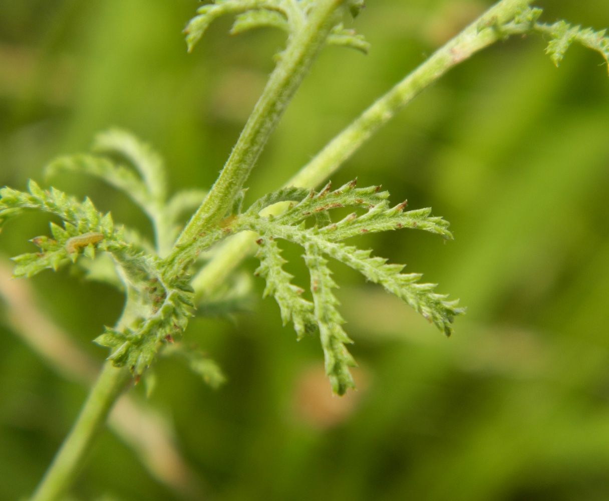 Image of Anthemis tinctoria specimen.