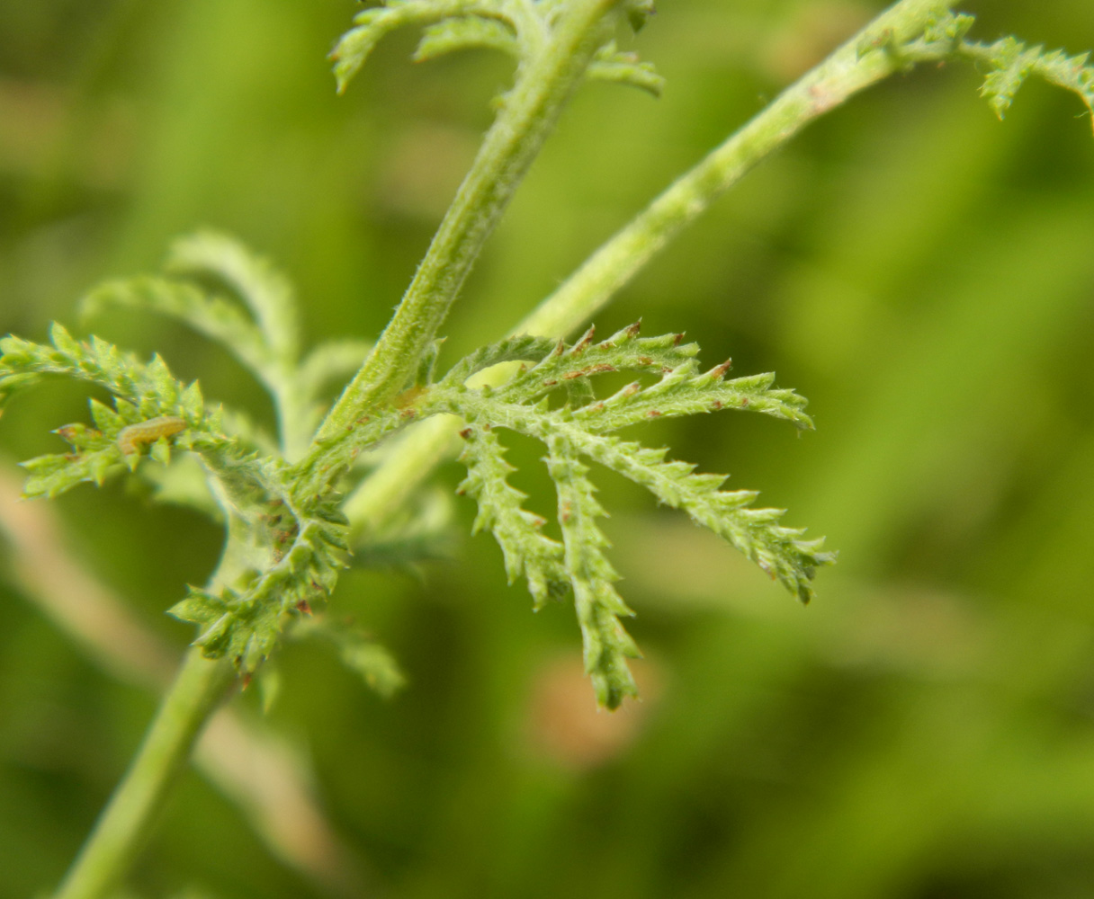 Изображение особи Anthemis tinctoria.