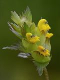 Image of taxon representative. Author is Ростислав Лежоев