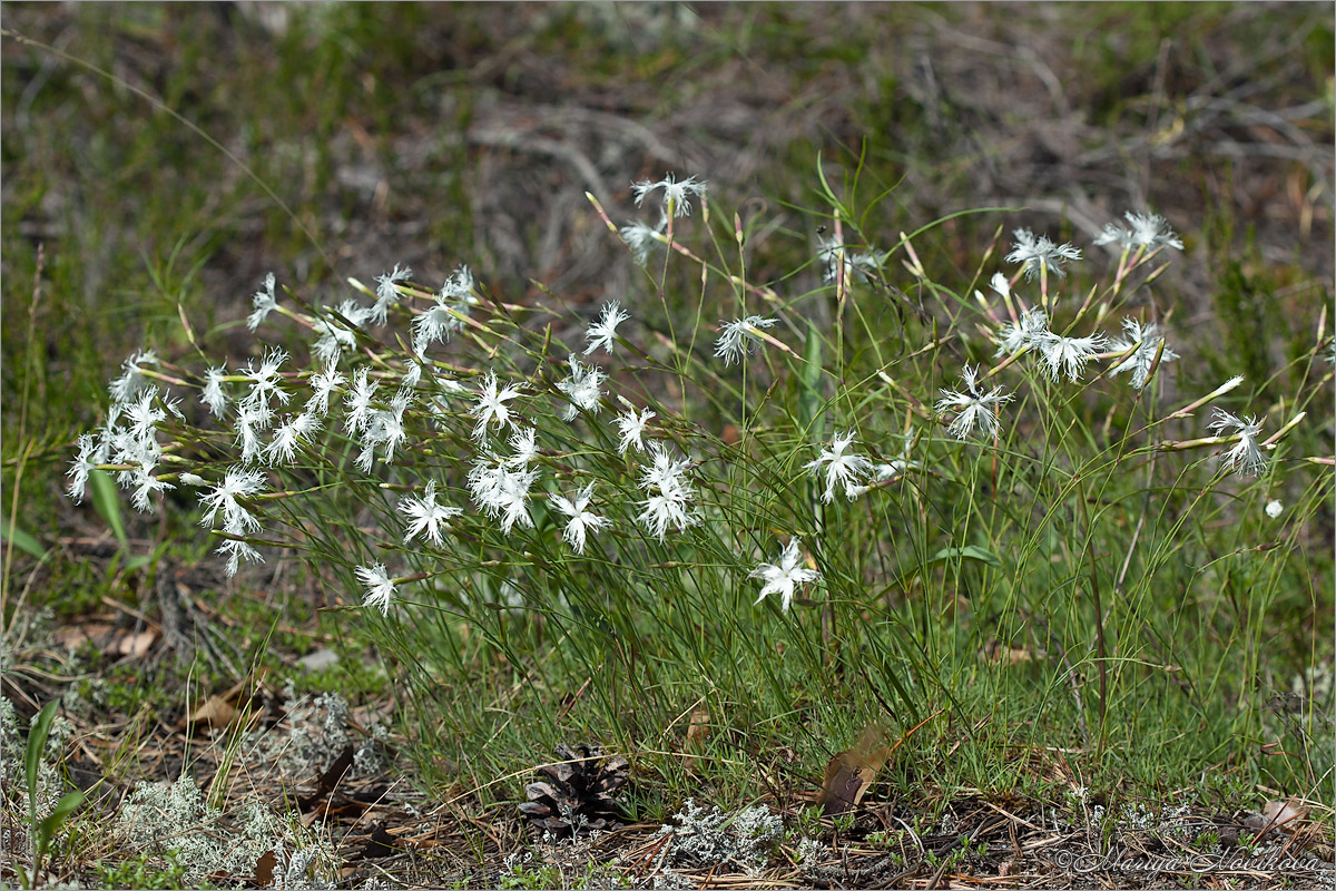 Изображение особи Dianthus borussicus.