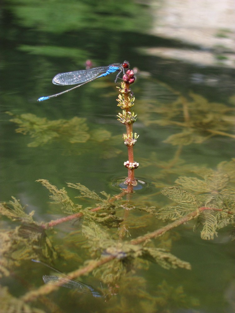 Image of Myriophyllum spicatum specimen.