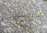 Euphrasia caucasica. Выкопанное цветущее растение. Кабардино-Балкария, Зольский р-н, долина Джилы-Су. 27.07.2012.
