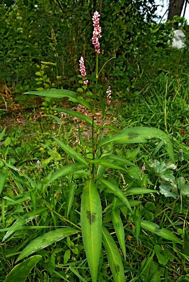 Image of Persicaria maculosa specimen.