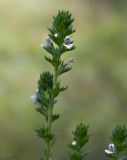 род Euphrasia