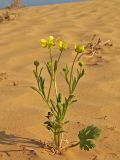 Ranunculus oxyspermus