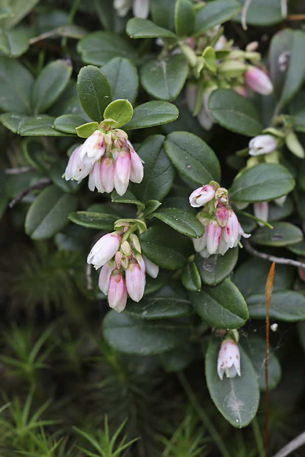 Image of Vaccinium vitis-idaea specimen.