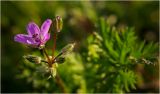 Erodium cicutarium. Цветок и бутоны. Окр. Красноярска, вскопанное поле. 06.10.2012.