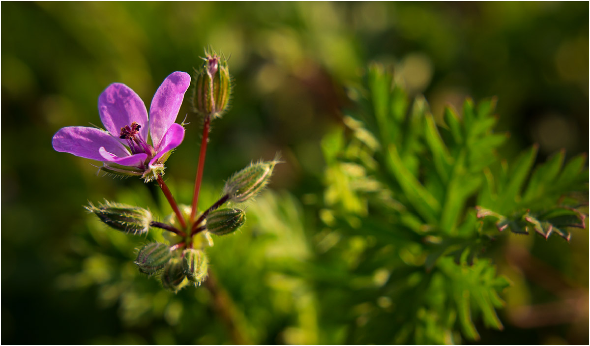 Изображение особи Erodium cicutarium.