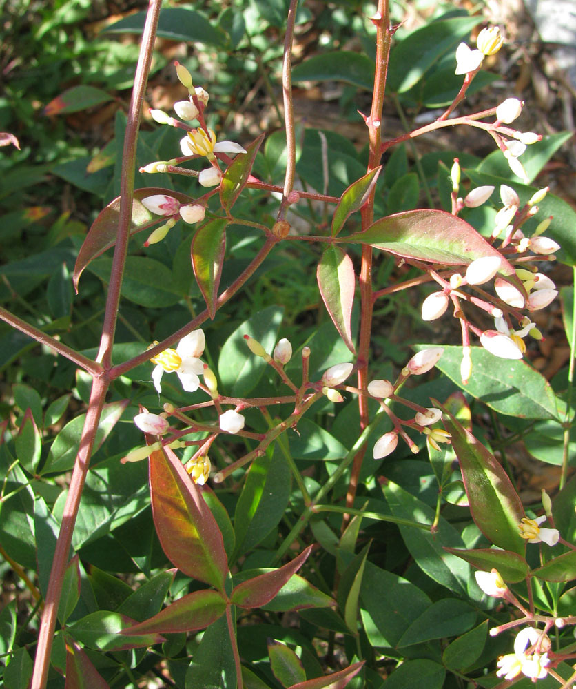 Изображение особи Nandina domestica.