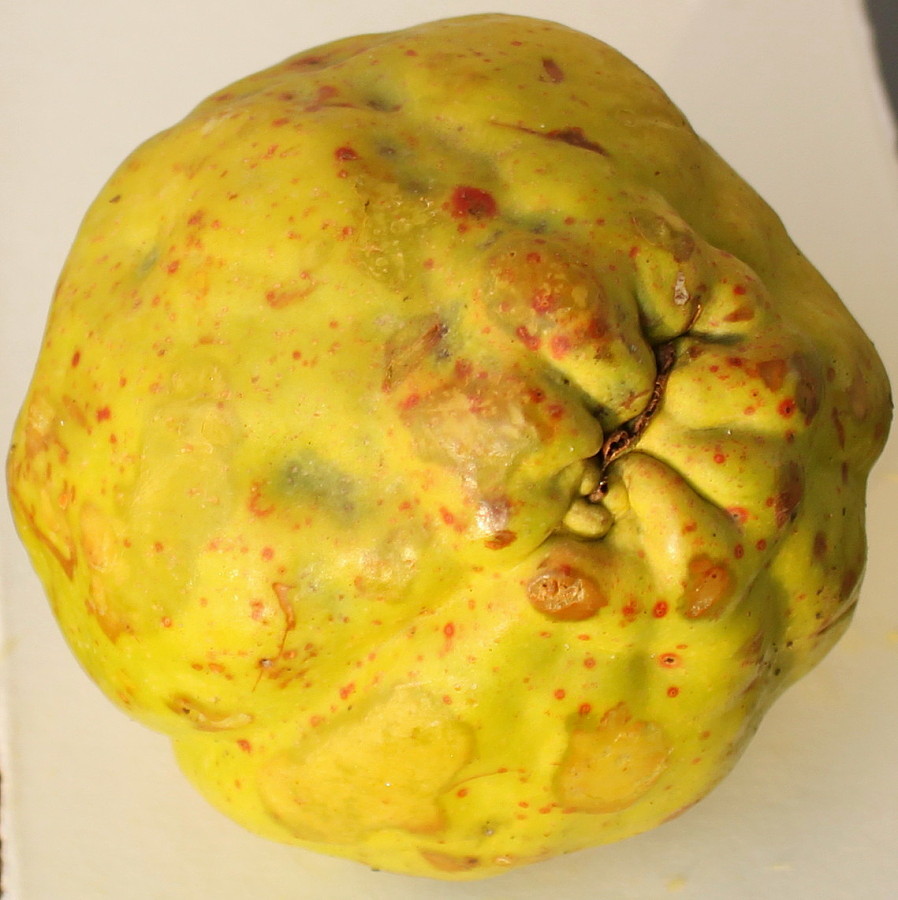 Image of Chaenomeles japonica specimen.