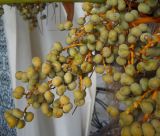Trachycarpus fortunei