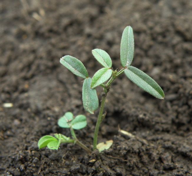 Изображение особи Vicia sativa.