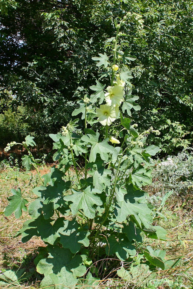 Image of Alcea rugosa specimen.