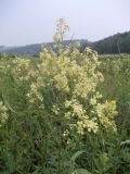 Thalictrum flavum